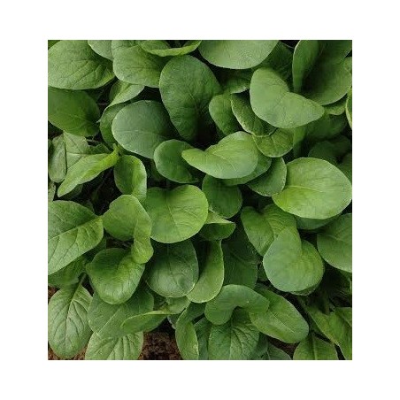 semillas de komatsuna sharaku F1