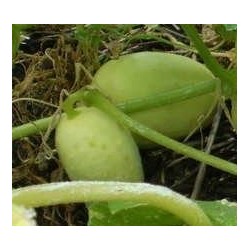 pepino crystal apple (semillas ecolÃ³gicas)