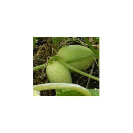 pepino crystal apple (semillas ecolÃ³gicas)
