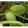 pepino crystal apple (semillas ecolÃ³gicas)