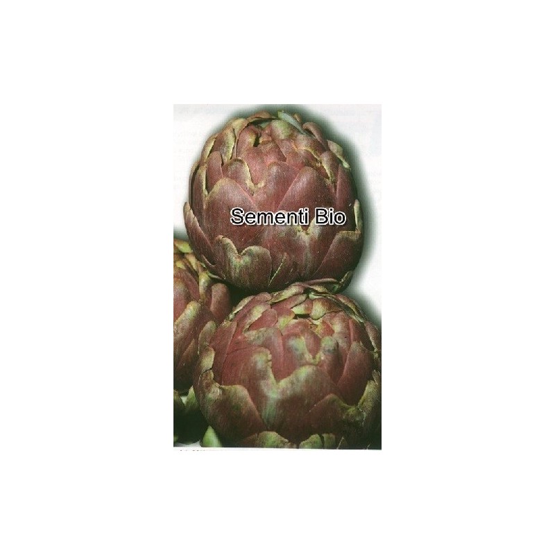 alcachofa romanesco semillas ecolÃ³gicas