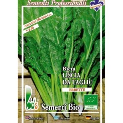 acelga liscia da taglio - semillas ecolÃ³gicas