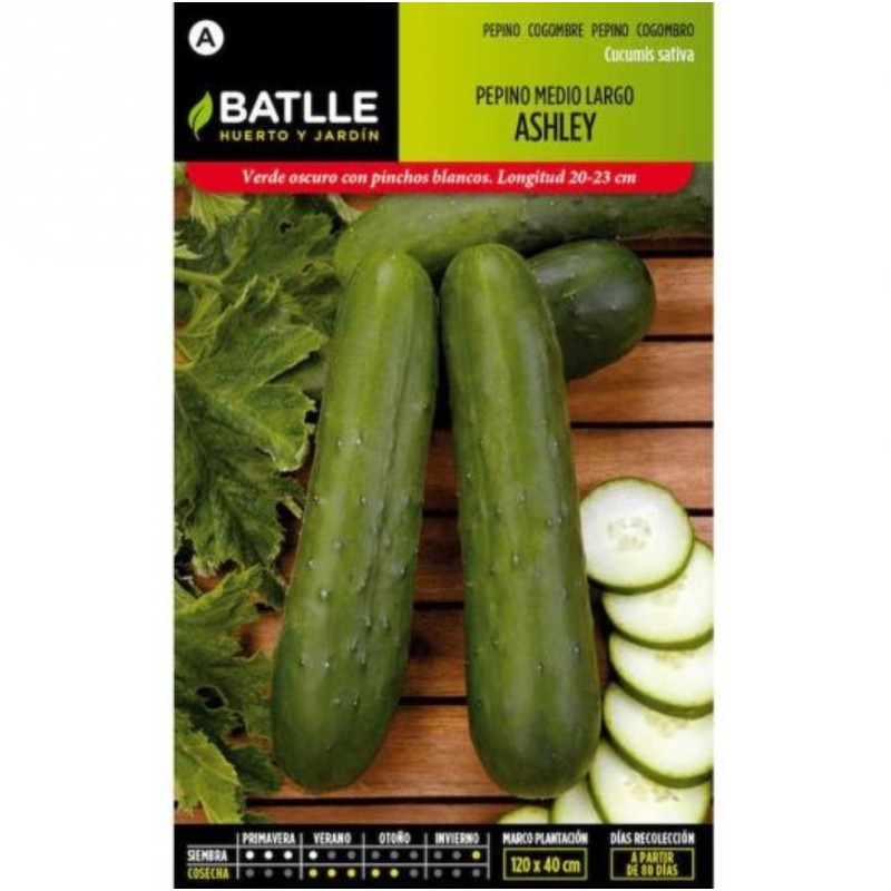 pepino Ashley medio - largo