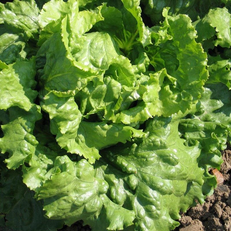 Lechuga Webbs Wonderful