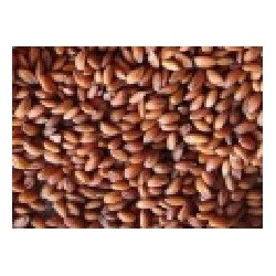 berros para germinados (semillas ecolÃ³gicas)