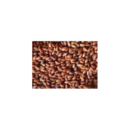 berros para germinados (semillas ecolÃ³gicas)