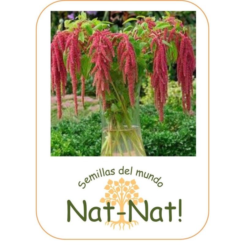 amaranto coral fountain