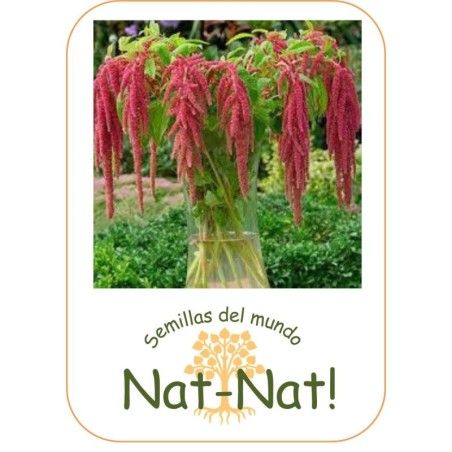 amaranto coral fountain