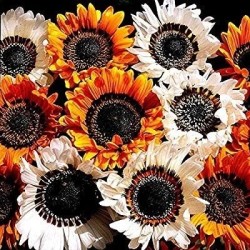 Venidium Zulu Warrior - semillas no tratadas