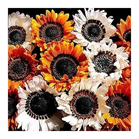 Venidium Zulu Warrior - semillas no tratadas