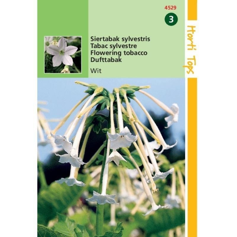 tabaco de flores (Nicotiana sylvestris)