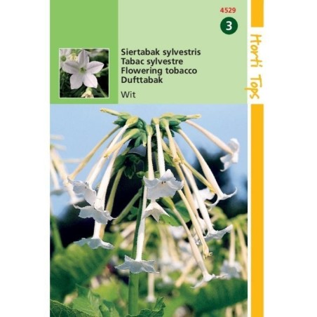 tabaco de flores (Nicotiana sylvestris)