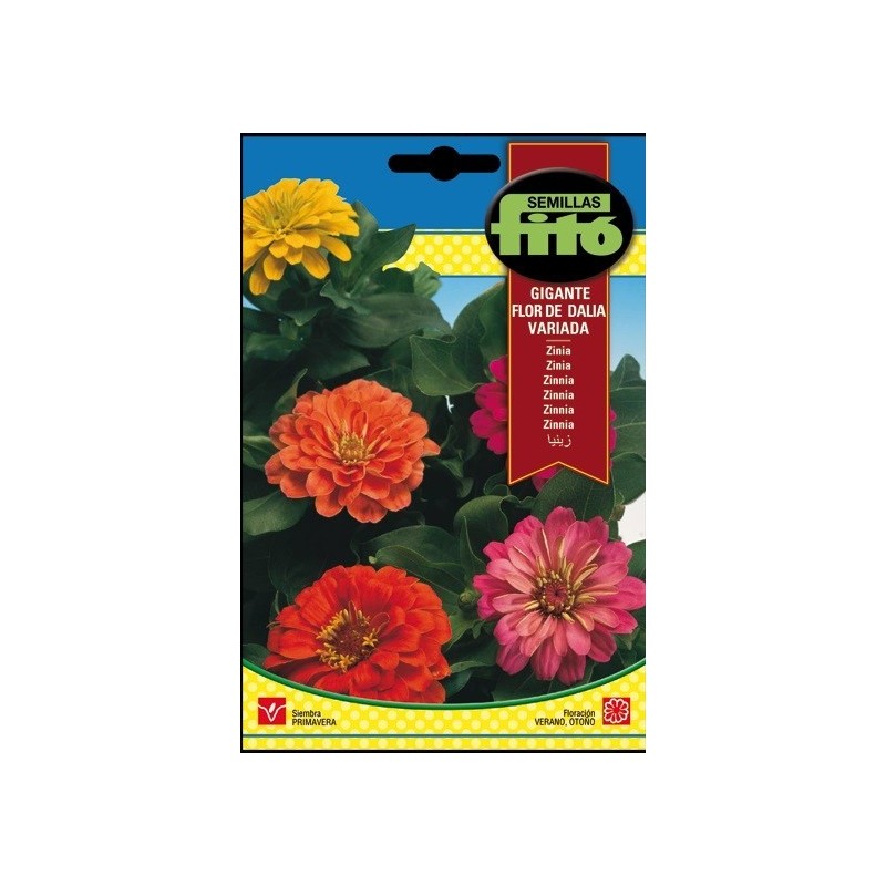 zinia gigante flor de Dalia
