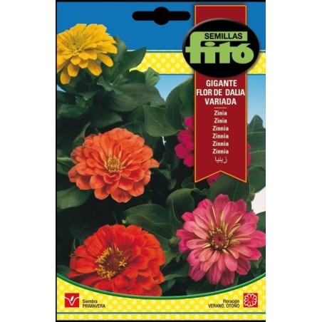 zinia gigante flor de Dalia