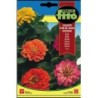 zinia gigante flor de Dalia