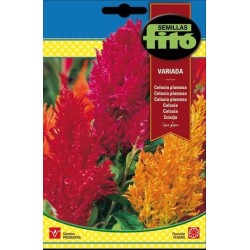 celosia plumosa variada