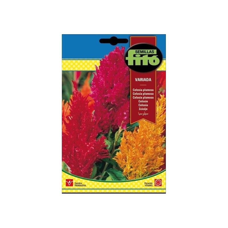 celosia plumosa variada