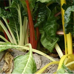 acelga bright lights - semillas no tratadas