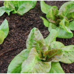 lechuga yugoslavian red