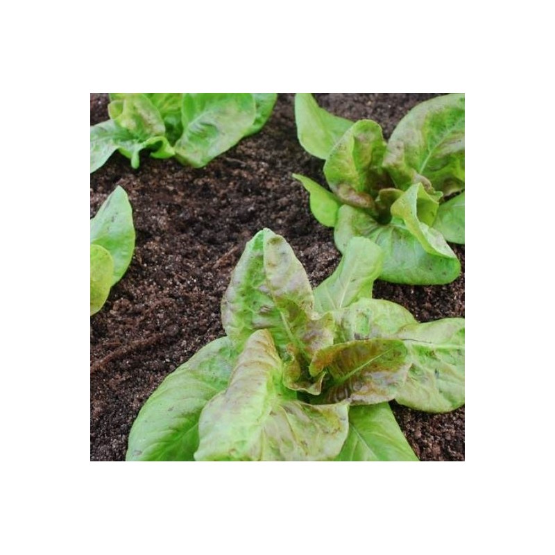 lechuga yugoslavian red