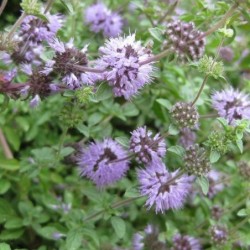 Menta Poleo-semillas no tratadas