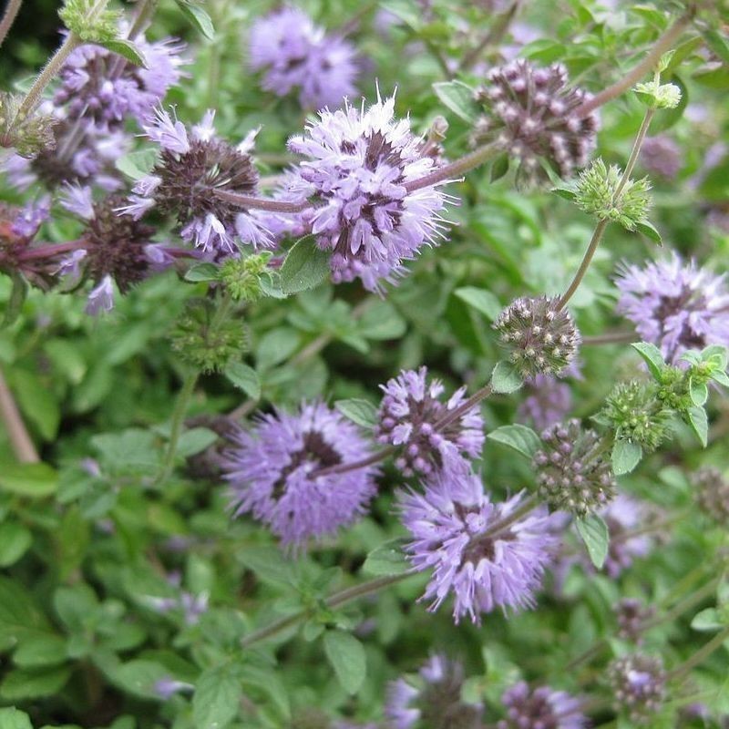 Menta Poleo-semillas no tratadas