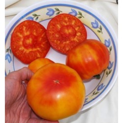 tomate marizol gold