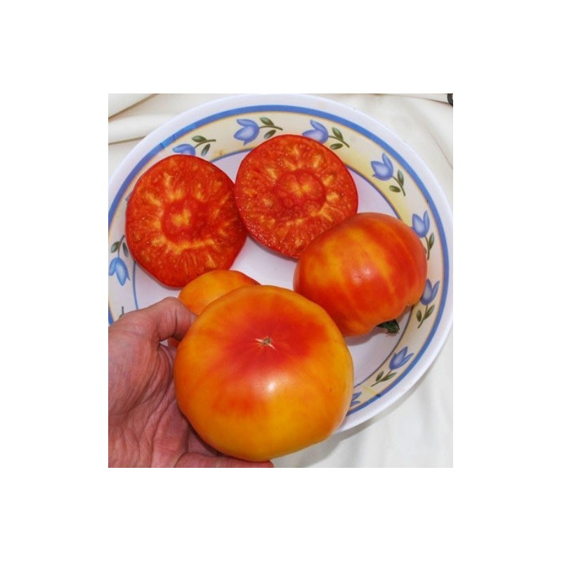tomate marizol gold