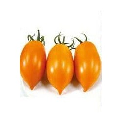 semillas de tomate cherry pera amarillo F1