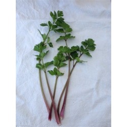 Apio rosa chino - semillas no tratadas