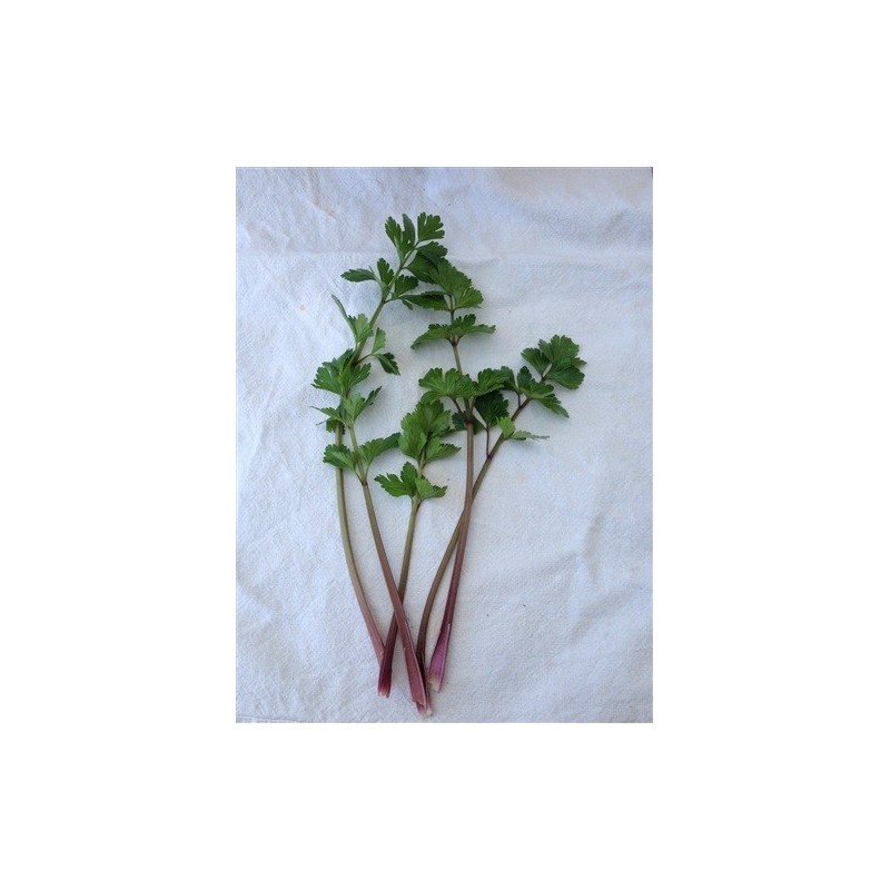 Apio rosa chino - semillas no tratadas