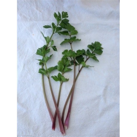 Apio rosa chino - semillas no tratadas