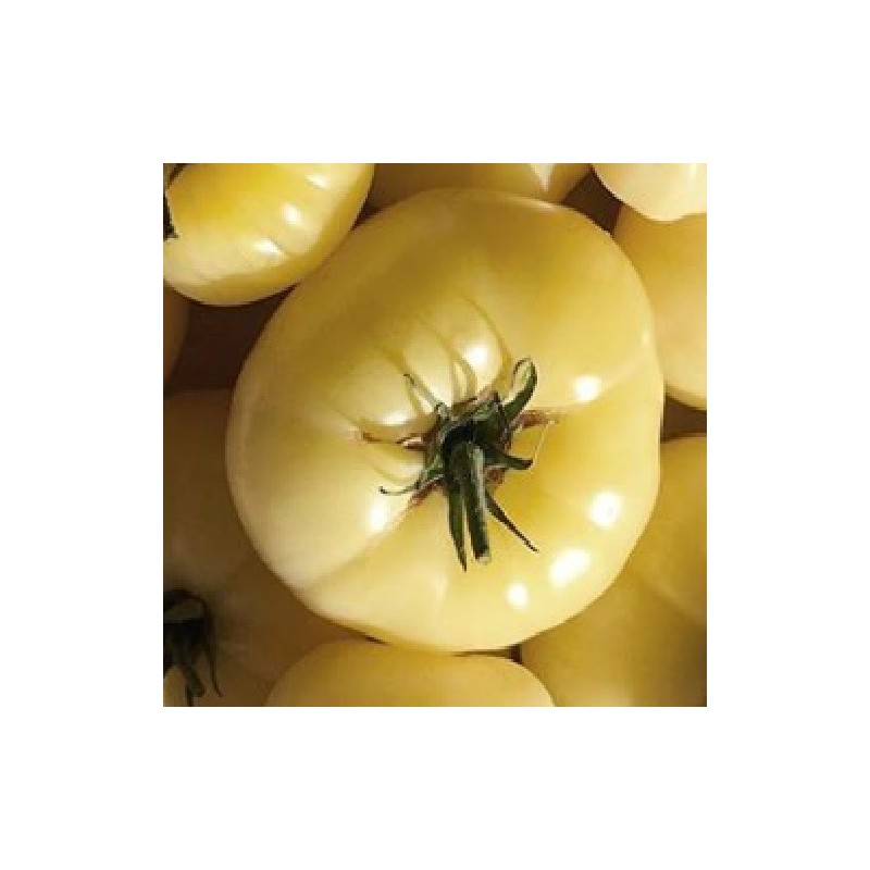 Tomate White Sensation - semillas no tratadas