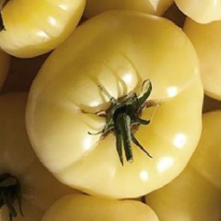 Tomate White Sensation - semillas no tratadas