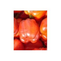 Pimiento dulce de EspaÃ±a - semillas no tratadas