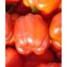 Pimiento dulce de EspaÃ±a - semillas no tratadas