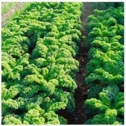 kale halbhoher (semillas biodinamicas)