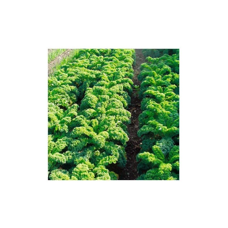 kale halbhoher (semillas biodinamicas)
