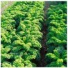 kale halbhoher (semillas biodinamicas)