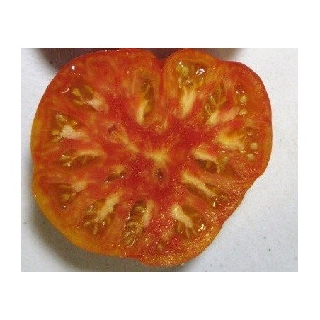tomate northern lights (semillas ecolÃ³gicas)