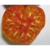 tomate northern lights (semillas ecolÃ³gicas)