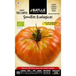 tomate tres cantos gigante rosa- semillas ecolÃ³gicas