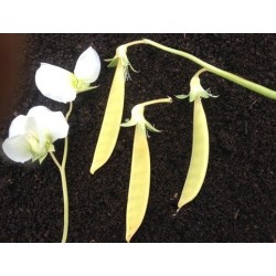 Tirabeque opal creek - semillas ecolÃ³gicas