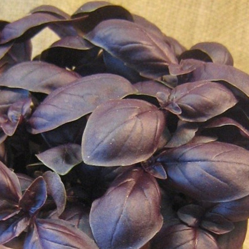 Albahaca Crimson King