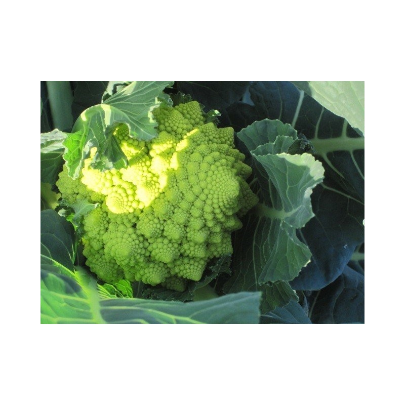 semillas de brocoli romanesco