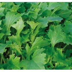 Namenia - semillas no tratadas