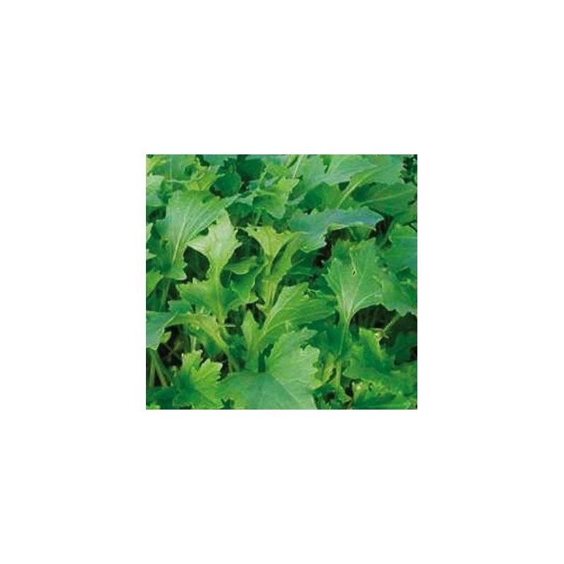 Namenia - semillas no tratadas