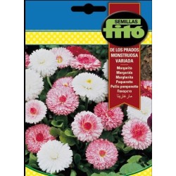 Margarita de los Prados Monstruosa Doble Variada