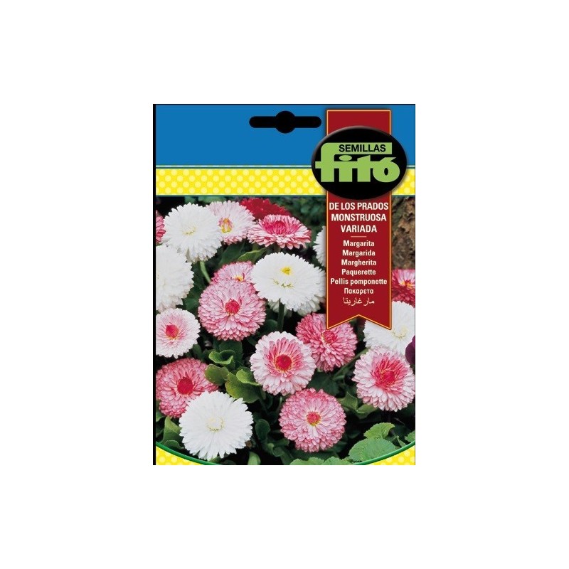 Margarita de los Prados Monstruosa Doble Variada