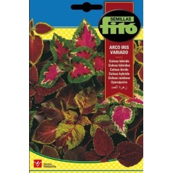 coleus arcoiris